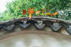 the autumn in the park of Suzhou Garden in China photo