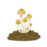 Vector illustration, Psilocybe cubensis, known as magic mushroom, which grows in cow dung, isolated on white background.