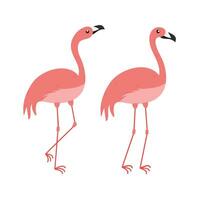 Pink Flamingo Cartoon Illustration Isolated In White Background. Summer Animal Illustration vector