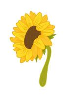 girasol dibujos animados ilustración aislado en blanco vector