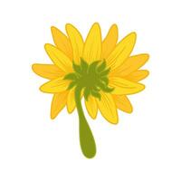 Sunflower Cartoon Illustration Isolated In White vector