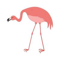 Pink Flamingo Cartoon Illustration Isolated In White Background. Summer Animal Illustration vector