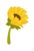 girasol dibujos animados ilustración aislado en blanco vector