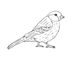 Vector hand drawn sketch black bird