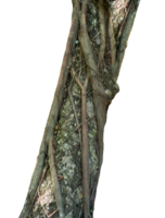 Tree trunk with messy root on isolated png