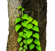 arbre tronc avec vignes plante léche-botte isolé png