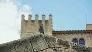 un' Piccione si siede su il parete di il fortezza video