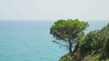 une petit arbre sur une rocheux rive contre le Contexte de le bleu mer video