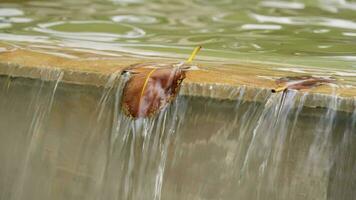 A leaf of a tree in a stream of water video