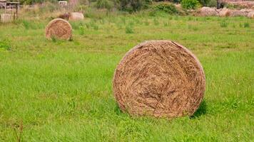 das Wind schüttelt das Grün Gras, Dort ist ein Heuhaufen auf das Feld video