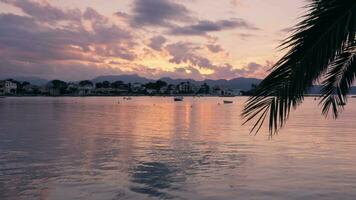 Palm branch on the background of the surface of the water at sunset video