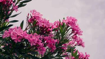 Bush with pink flowers against the sky video