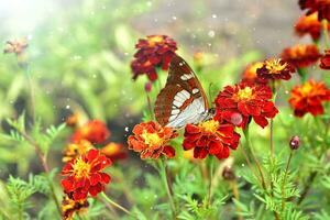 Beautiful fall landscape with marigold flowers in sun rays and a butterfly photo