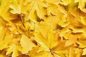 Background with different yellow autumn leaves. Fall pattern photo