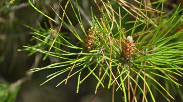 Branch with large needles and cones video