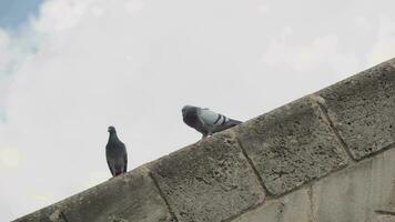 Two pigeons walk along the edge of the wall, flirting with each other video