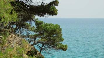 Pine trees growing on rocky coastal slopes video