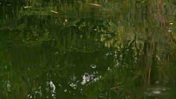 un' sereno lago annidato nel un' lussureggiante verde paesaggio video