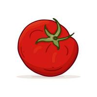 Doodle tomato isolated. Line art style and color. Vector illustration. Cute element vegetable theme.