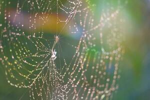 Blurred cobweb dew drop and rain on web and colorful garden photo