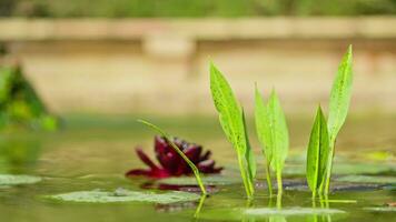 Red lilies in a beautiful pond video