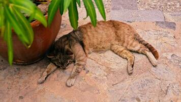 The cat sleeps near a large flower pot, hiding in the shade video