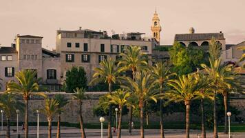 Aussicht von das Promenade mit Palme Bäume beim Sonnenuntergang, das Stadt von Palma de Mallorca video