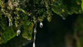 A dew-covered green plant up close video