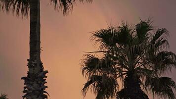 Silhouettes of palm trees against a pink sky video