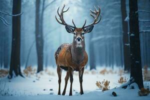 a cute deer stands gracefully and looks directly at the camera photo