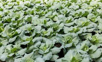 Cabbage in the garden on background. green cabbage trees planted in the soil in organic farm, no chemicals. Scientific name Brassica oleracea var. photo