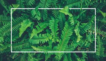 Ferns in the forest. Natural floral fern background. Natural green fern pattern. Close up fern leaves. photo