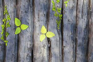 Leaves scattered on the wooden table, 3d rendering. photo