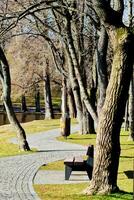 Park, Trees, Path image photo