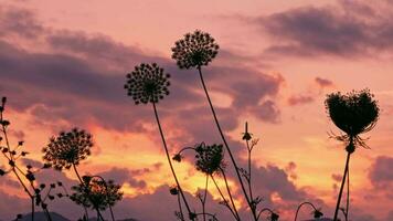 Swaying grass stalks against the backdrop of a bright sunset video