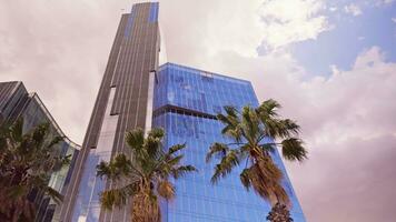 A modern skyscraper framed by palm trees video