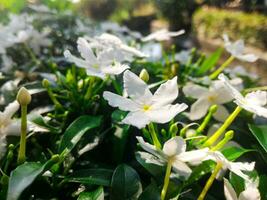 many white gardenia flowers blooming in the flower bush. photo