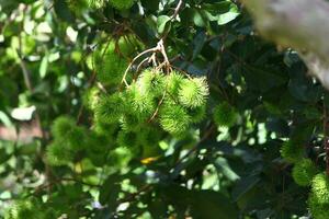 Many green rambutans are gathered together in a large bunch. photo