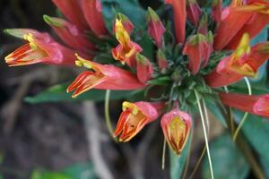 reddish-orange wildflowers bizarre shape many flowers are blooming. photo