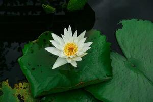 blanco loto con amarillo polen floreciente en el pantano. foto