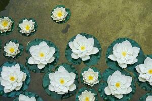 white lotus flower with many yellow stamens. floating in the pool. photo