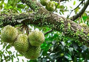 One green durian on the durian tree The fruit is large and very appetizing. photo