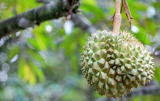 One green durian on the durian tree The fruit is large and very appetizing. photo