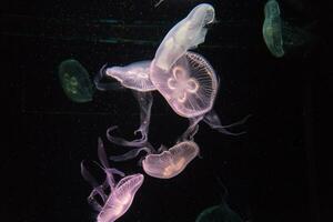 many beautiful purple jellyfish floating under the sea. photo