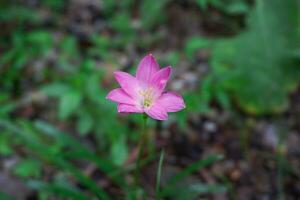 One pink rain lily blooming in the backyard. photo