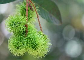 Many green rambutans are gathered together in a large bunch. photo