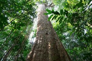 A tall tree with a big trunk deep in the forest. photo