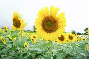 yellow sunflower that is blooming in the sunflower field. photo