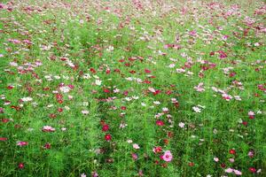 starburst flower field Variety of colors are dazzled by the fields of flowers. photo