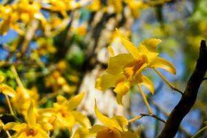 yellow orchid that is blooming on its tree perched on a tree. photo